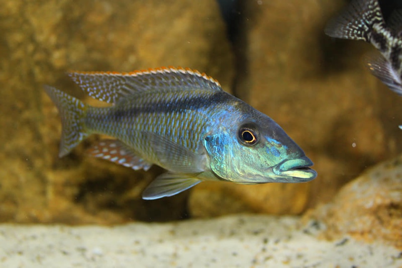 Lichnochromis acuticeps